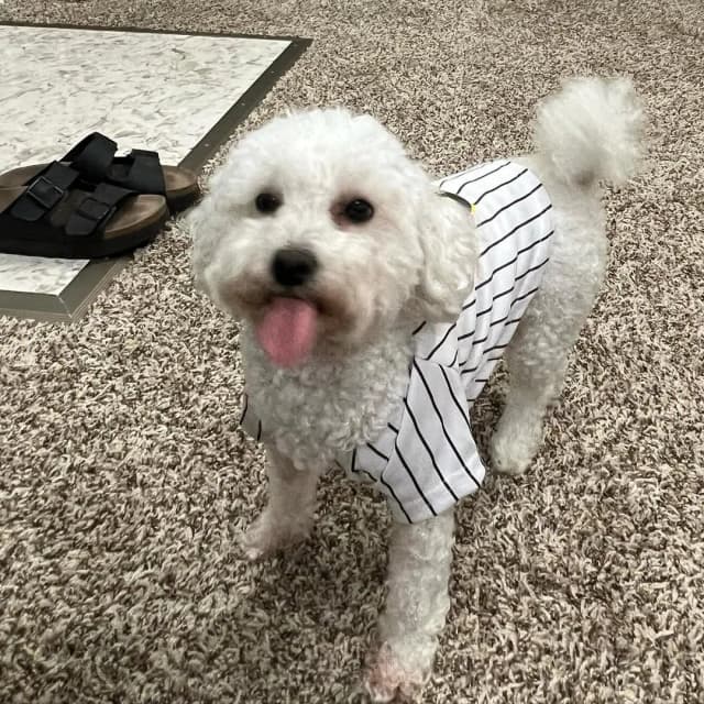 김툘이 파드레수 팬인데 외?⚾️

#심바토리 #메뎡